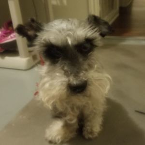 Meet your Posher, Julio